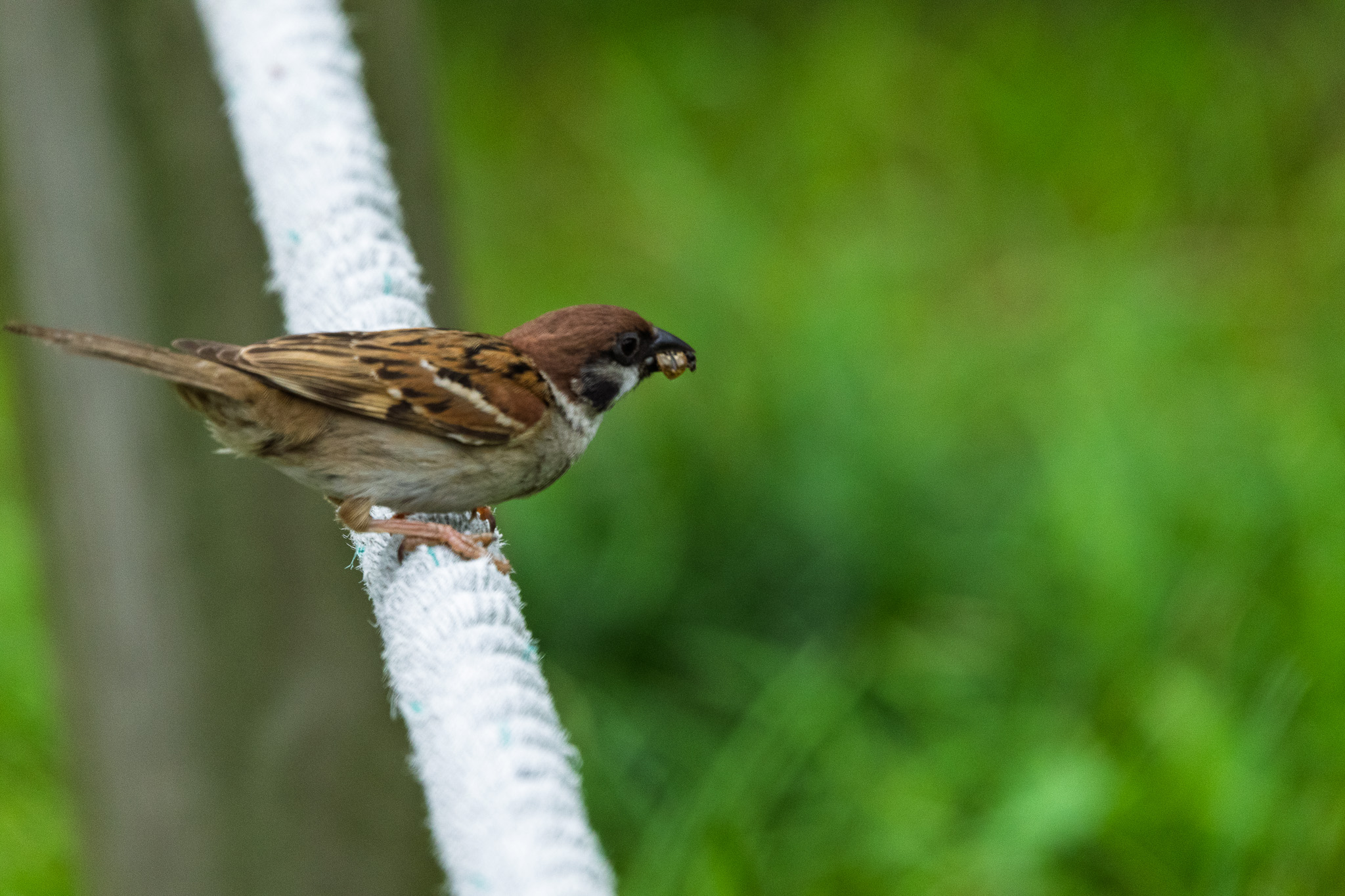 Canon EOS R8, RF100mm f2.8 L is usm